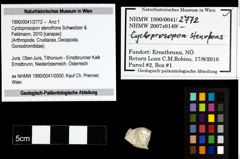 Foto (Objekt + Etiketten) von Cycloprosopon stenofrons (Schweitzer & Feldmann, 2010) 